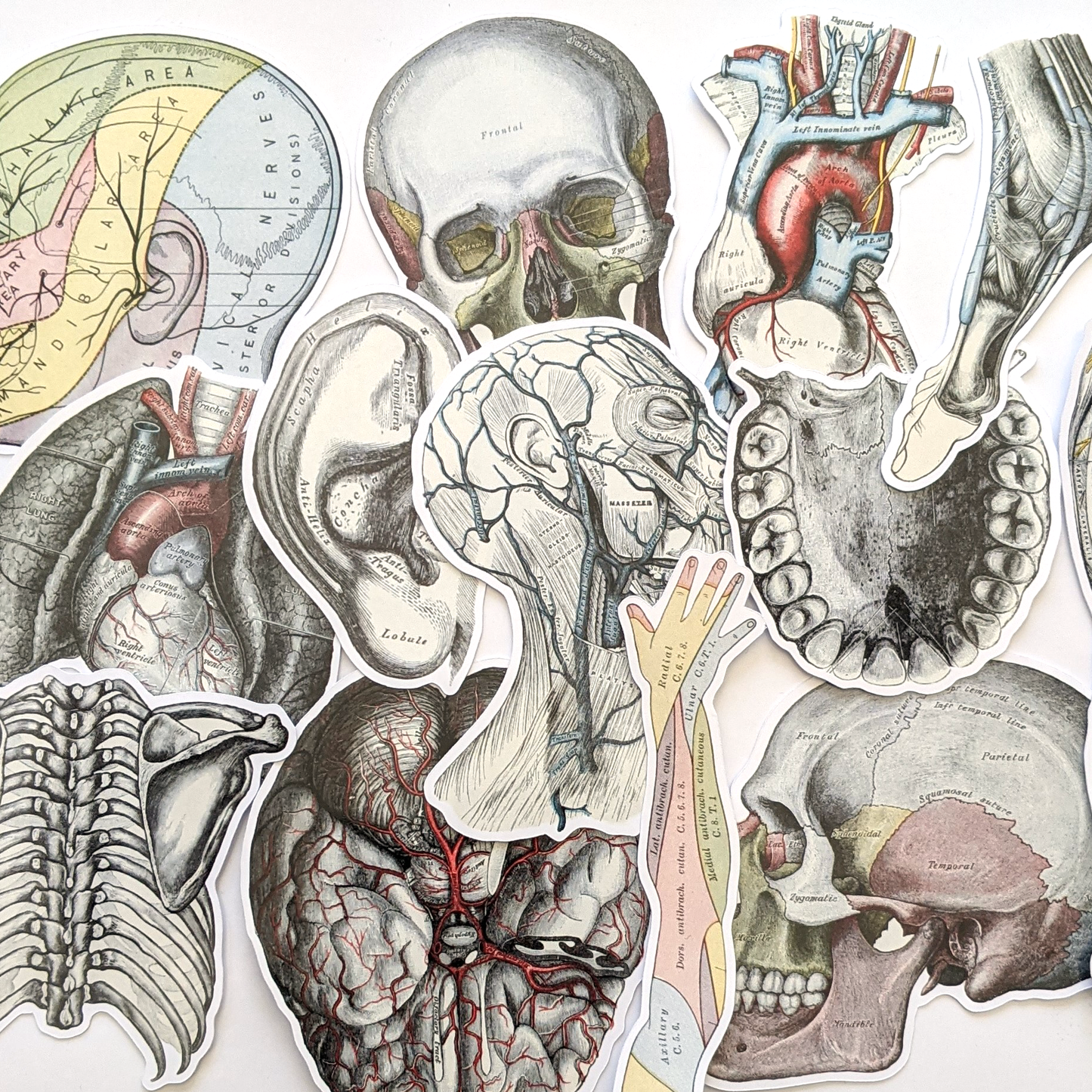 Vintage Anatomie Sticker Set, Aufkleber Körper